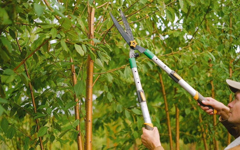 Tree trimming in Puerto Real, PR